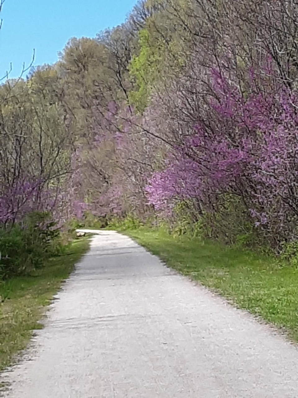 The crushed-limestone trail surface winding through the woods